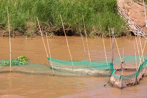 A fish trap set up in the Mekong River in Cambodia near the Vietnamese border.