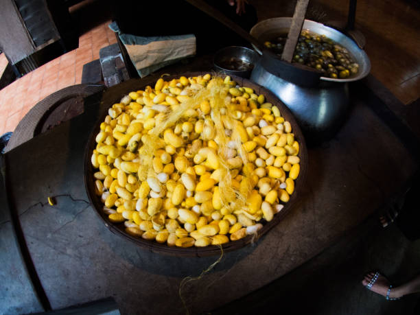 istock a lot of cocoon silkworm. 697622676