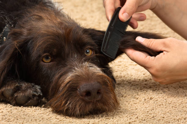istock hands combing hair of dog 697626810