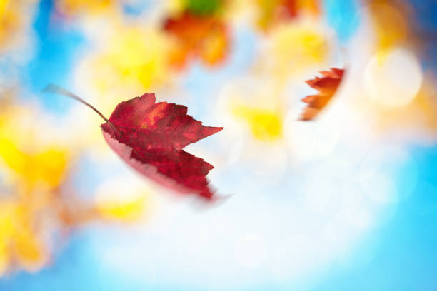 istock Autumn Leaves Spinning In The Wind 697636706