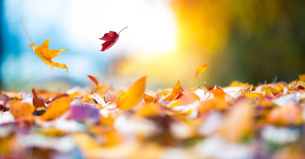 떨어지는 가을 낙엽 - 가을 이미지 뉴스 사진 이미지