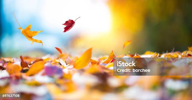 Falling Autumn Leaves Stock Photo - Download Image Now - Autumn, Falling, Leaf