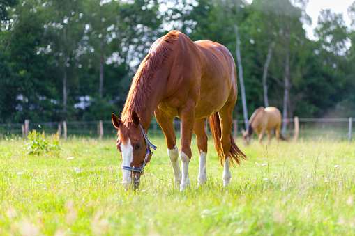 brown horse stands on green willow