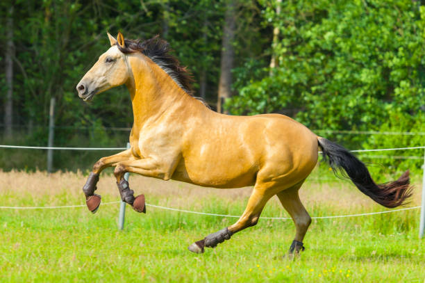 istock brown horse runs over a green willow 697639570