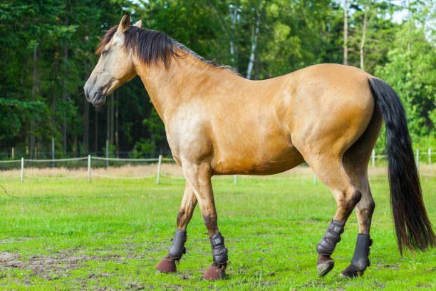 istock a brown horse stands on a fence 697639614