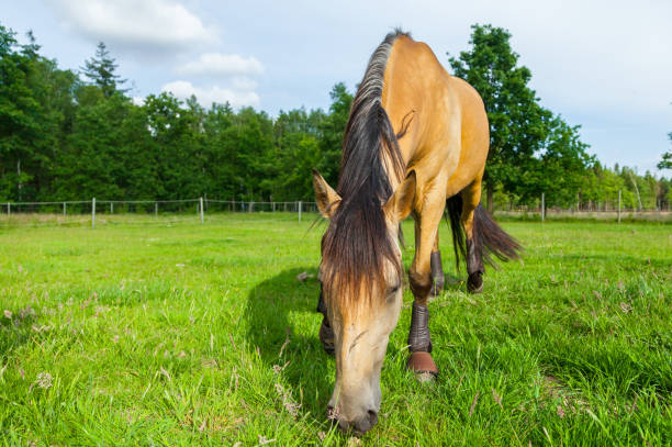 istock brown horse stands on green willow 697639666