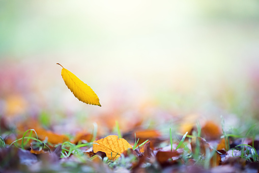 Autumn leaf falling to the ground in city park.