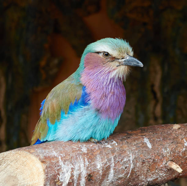 istock Portrait of Lilac breasted roller close up. 697639792