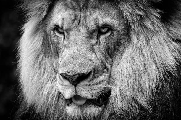 regard féroce d’un puissant lion africain masculin en noir et blanc - lion mane strength male animal photos et images de collection