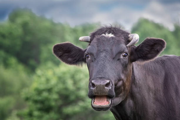 Black cow on a green summer meadow stock photo