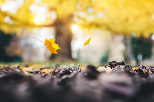 istock Falling Autumn Leaves In Park 697641242