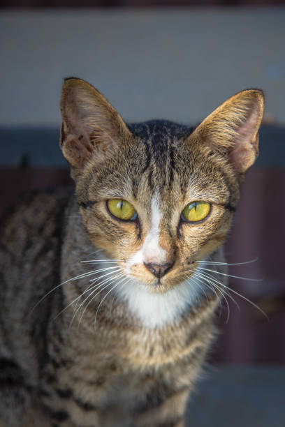 istock The cat is gray color looking to me. 697641342
