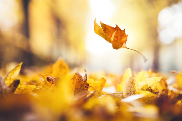 istock Falling Autumn Leaves In Park 697642056