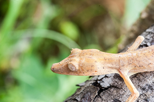 Gecko Vakona Forest Madagascar