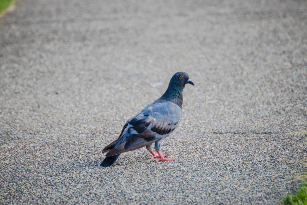 istock pigeon in the city. 697646560