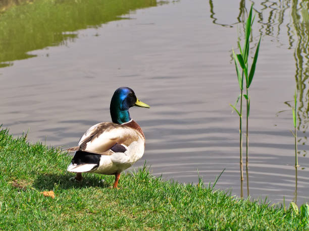 istock Drake duck-mallard near the pond 697646592