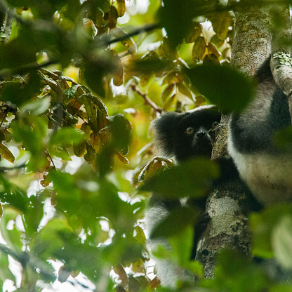 One koala in a tree looking over towards the camera.