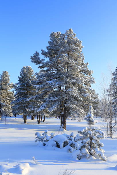 istock Winter forest in Northern Siberia 697647420