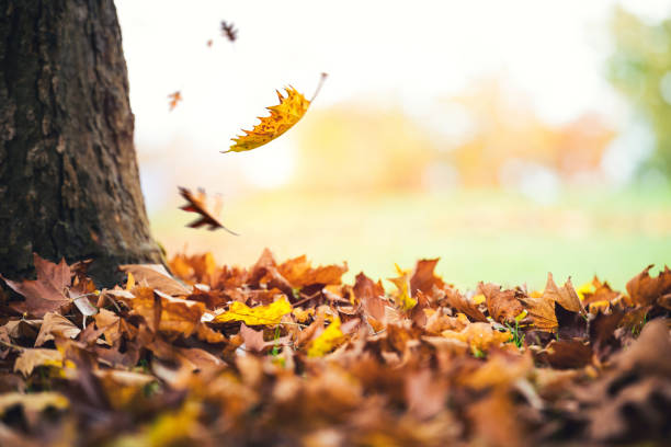 осенние листья, падающие с дерева - время года стоковые фото и изображения