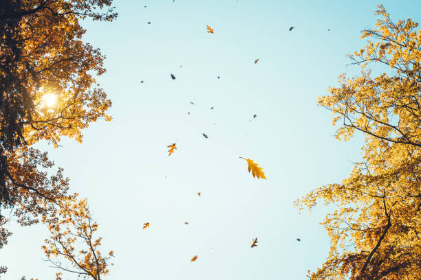 Photo of Autumn Leaves Falling From The Trees