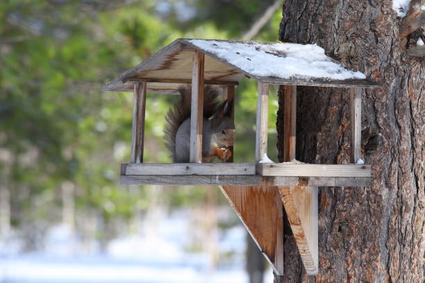istock Red squirrel eating in winter food for birds 697648410