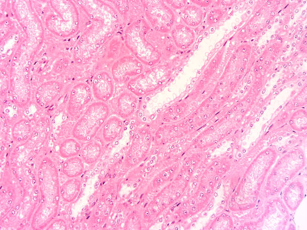 istock Histology of human tissue 697650934