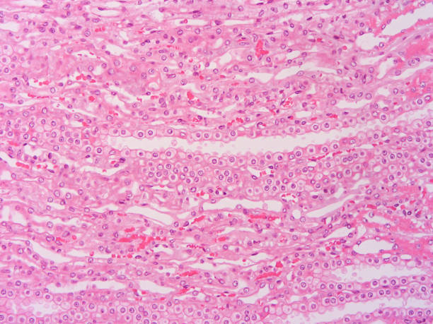 istock Histology of human tissue 697651340