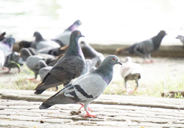istock Group of pigeon in the park. 697651534