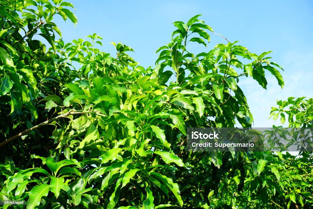 Mango Tree Stock Photo - Download Image Now - Farm, Mango Fruit, Africa ...