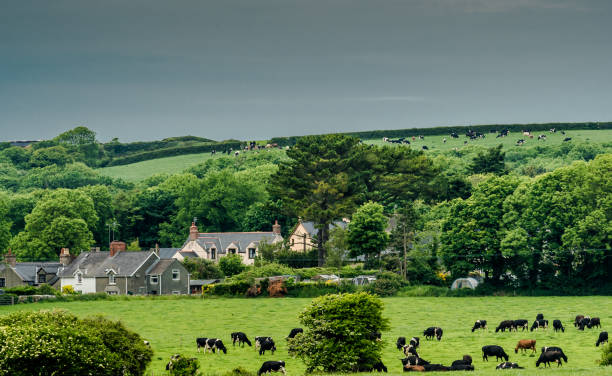 istock Cows grazing in meadows on the way to barafundle bay 697654678