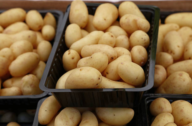 istock Small new potato in plastic display boxes close up 697661138