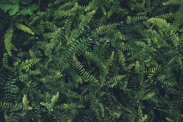 istock Dark Fern Leaves Texture 697661372