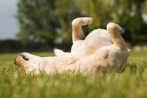 Dog rolling over in grass, enjoying sunny day in park. Low angle shot.