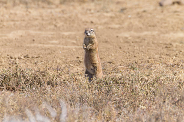 istock Cape ground squirrel standing, South Africa 697664064
