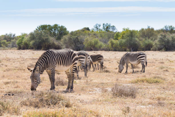 istock Cape mountain zebra, South Africa 697664306