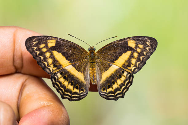 istock Little Banded Yeoman butterfly 697667402