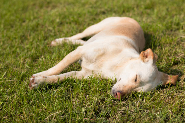 istock Stray dog sleeping in grass, sunny day 697668060
