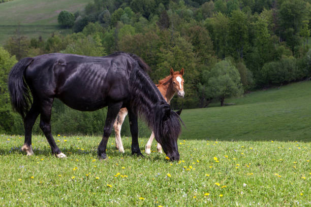 istock Herd of horses on green pastures 697671182