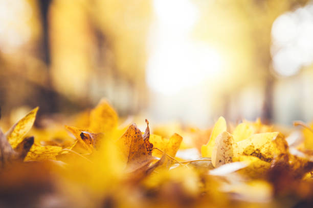 Extreme close-up pile of brown, red and yellow autumn leaves in late afternoon sunlight with soft focus traffic in background.  Horizontal.