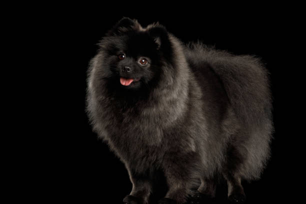 istock Pomeranian Spitz Dog on Black 697679018