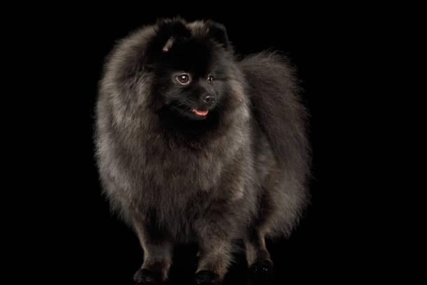 istock Pomeranian Spitz Dog on Black 697681186
