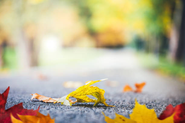 istock Autumn Leaves In Park 697681504