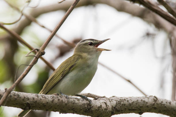 red-eyed vireo