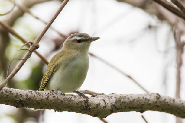 istock red-eyed vireo 697685248