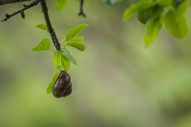 Land Snail – Heilx Poatia
