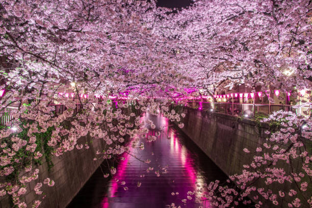 istock Cherry blossom at Nake merugo station 697685290