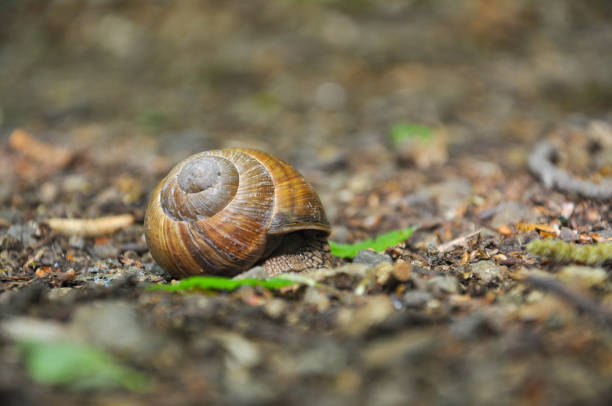 istock Snail on the floor in the forest. 697685620