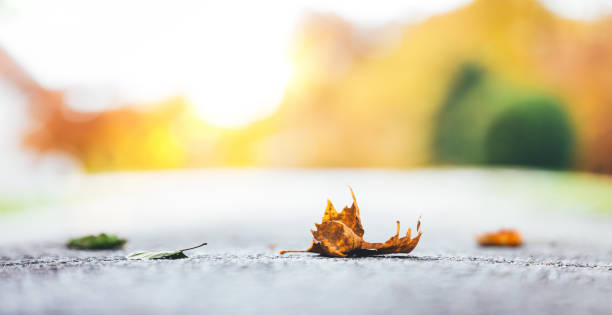 istock Autumn Leaves Lying On The Ground 697685878