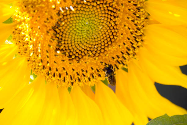 girassol e uma abelha - macro close up sunflower france - fotografias e filmes do acervo