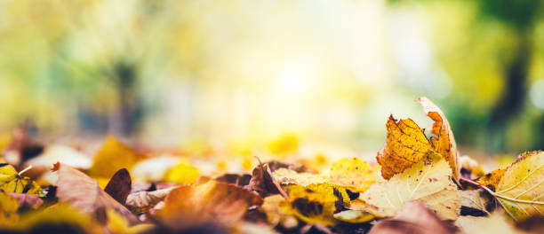 istock Panoramic Autumn Leaves In Park 697685974